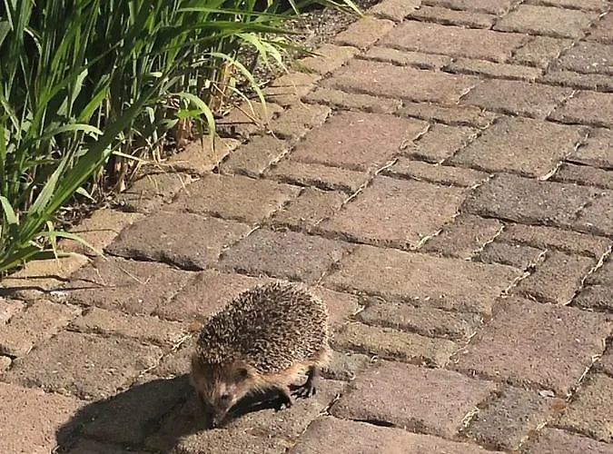 Haus Bielke Gasthof *