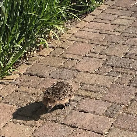 Haus Bielke Pensión *